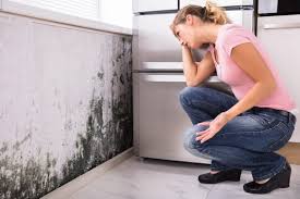 Why You Should Choose Our Mold Remediation Services in Key Vista, FL